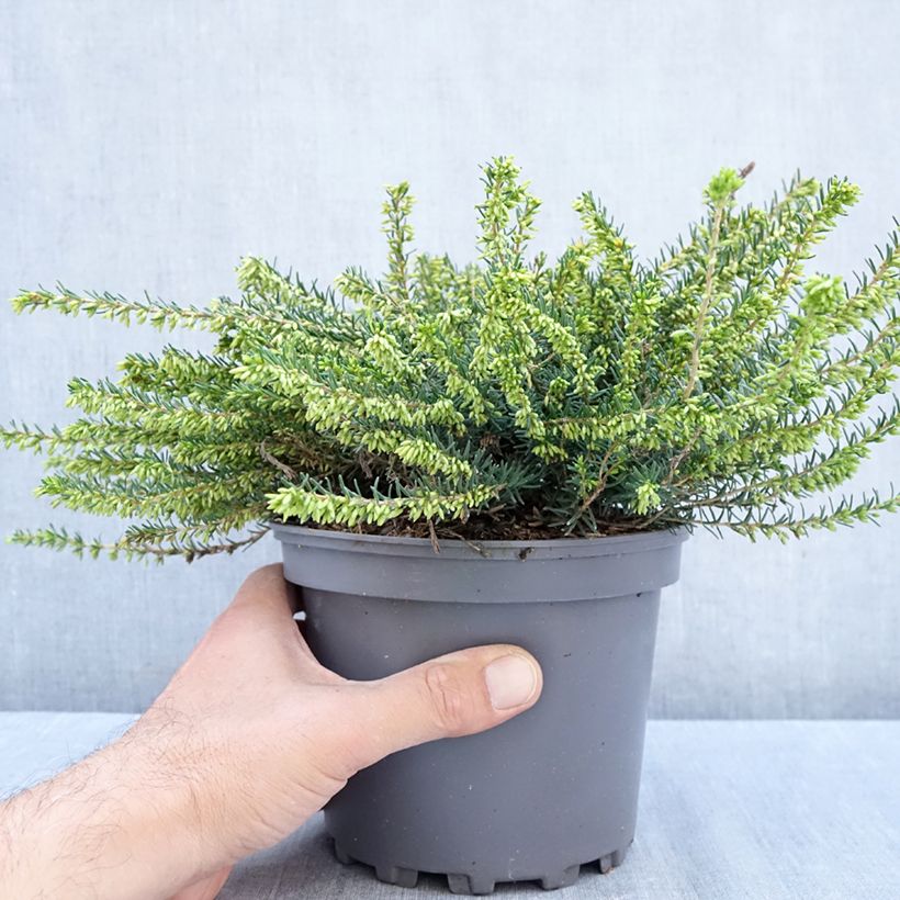 Exemplar von Winterblühende Heide Winter Belles Katia - Erica darleyensis Topf mit 2L/3L wie im Herbst geliefert