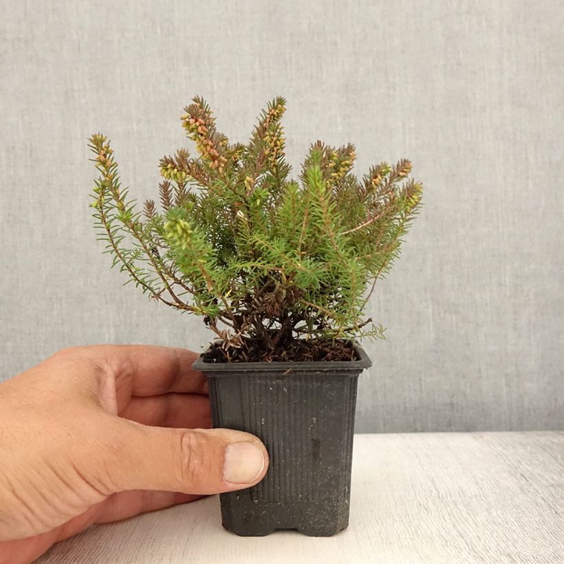 Exemplar von Winterblühende Heide Winter Belles Phoebe - Erica darleyensis Kleine Töpfe von 8/9 cm wie im Sommer geliefert