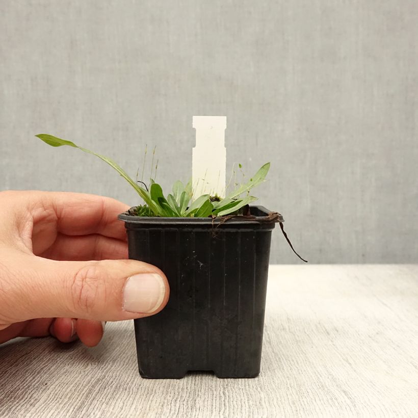 Exemplar von Berufkraut Foersters Liebling - Erigeron Kleine Töpfe von 8/9 cm wie im Herbst geliefert