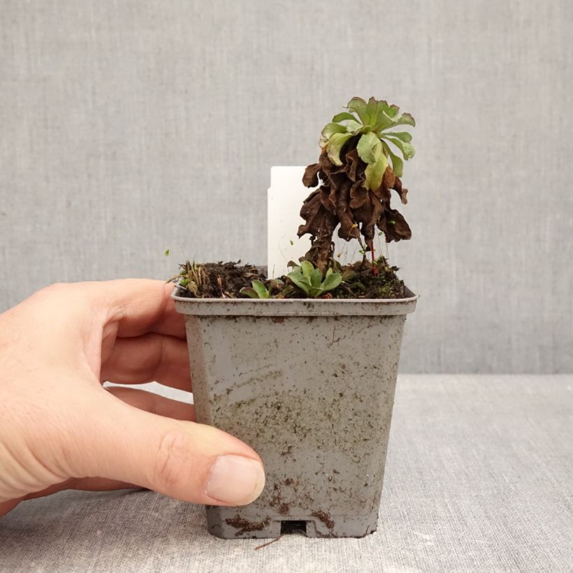 Exemplar von Strand-Berufkraut Sea Breeze - Erigeron glaucus Kleine Töpfe von 8/9 cm wie im Winter geliefert