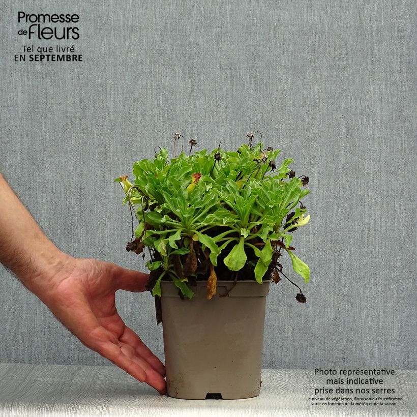Exemplar von Strand-Berufkraut Sea Breeze - Erigeron glaucus Topf mit 2L/3L wie im Herbst geliefert