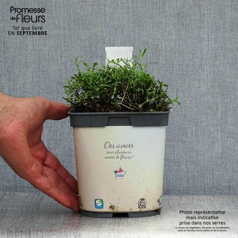 Exemplar von Karwinskis Feinstrahl - Erigeron karvinskianus Topf mit 2L/3L wie im Herbst geliefert