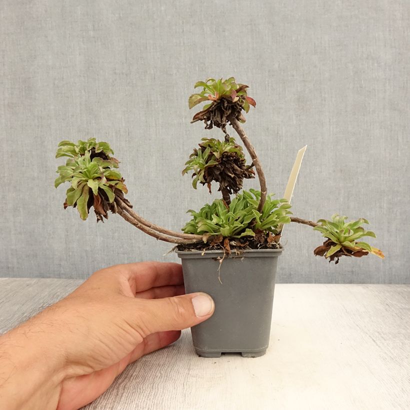 Exemplar von Berufkraut - Erigeron leiomerus Kleine Töpfe von 7/8 cm wie im Sommer geliefert