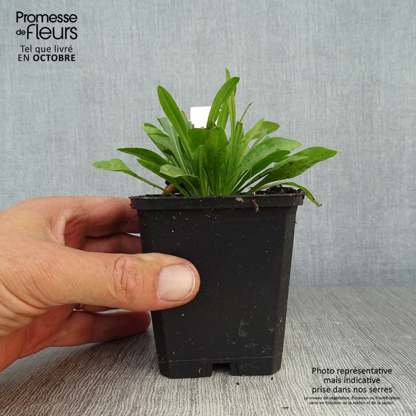 Exemplar von Berufkraut Professor Korodi - Erigeron Kleine Töpfe von 8/9 cm wie im Herbst geliefert