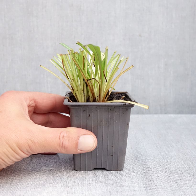 Exemplar von Berufkraut Quakeress - Erigeron Kleine Töpfe von 8/9 cm wie im Herbst geliefert