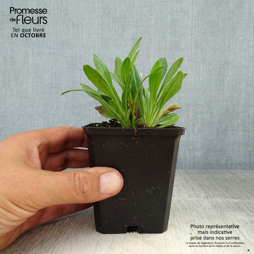 Exemplar von Prächtiges Berufkraut Rosa Jewel - Erigeron speciosus Kleine Töpfe von 8/9 cm wie im Herbst geliefert