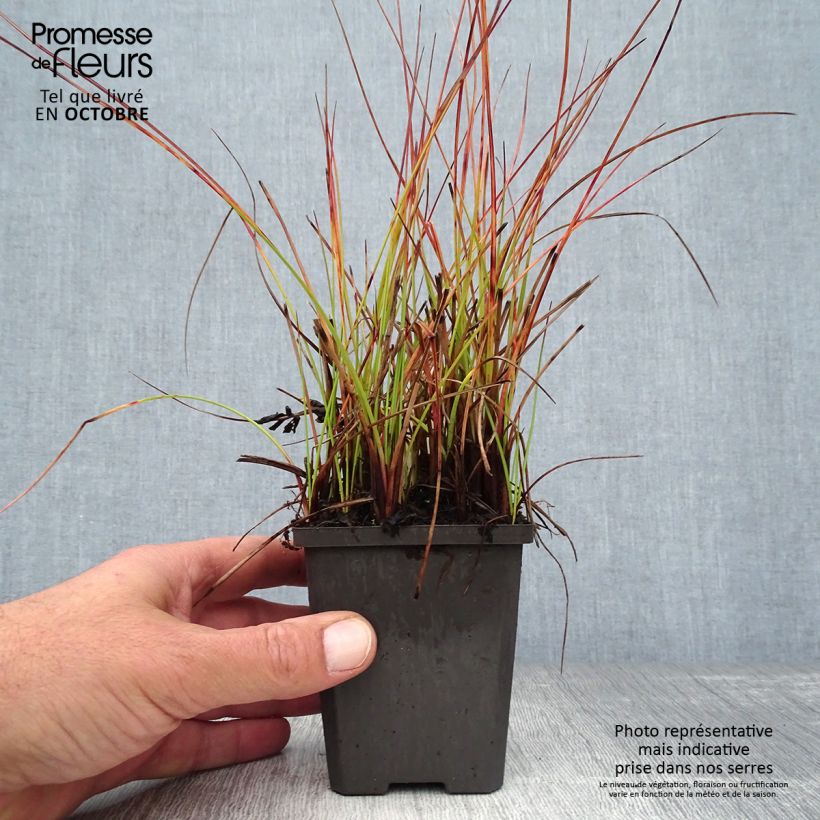 Exemplar von Eriophoron angustifolium - Schmalblättriges Wollgras Kleine Töpfe von 8/9 cm wie im Herbst geliefert