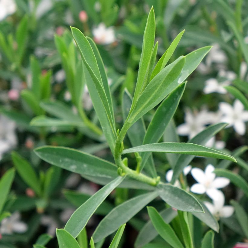 Eriostemon myoporoides Flower Girl Pink - Langblättrige Wachsblume (Laub)