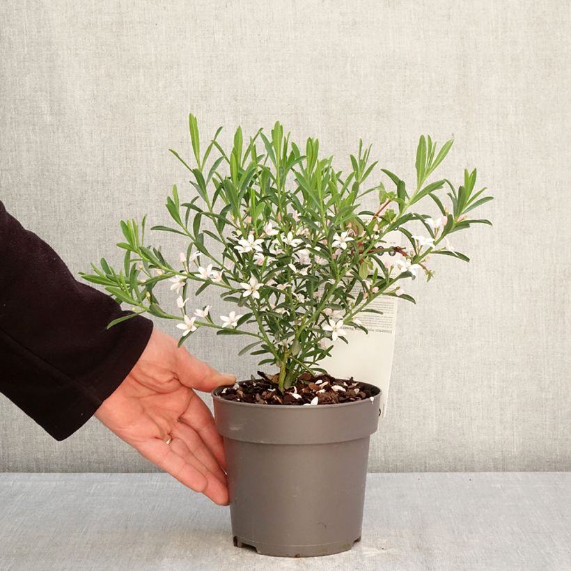 Exemplar von Eriostemon myoporoides Flower Girl Pink - Langblättrige Wachsblume Topf mit 1L/1,5L wie im Frühjahr geliefert