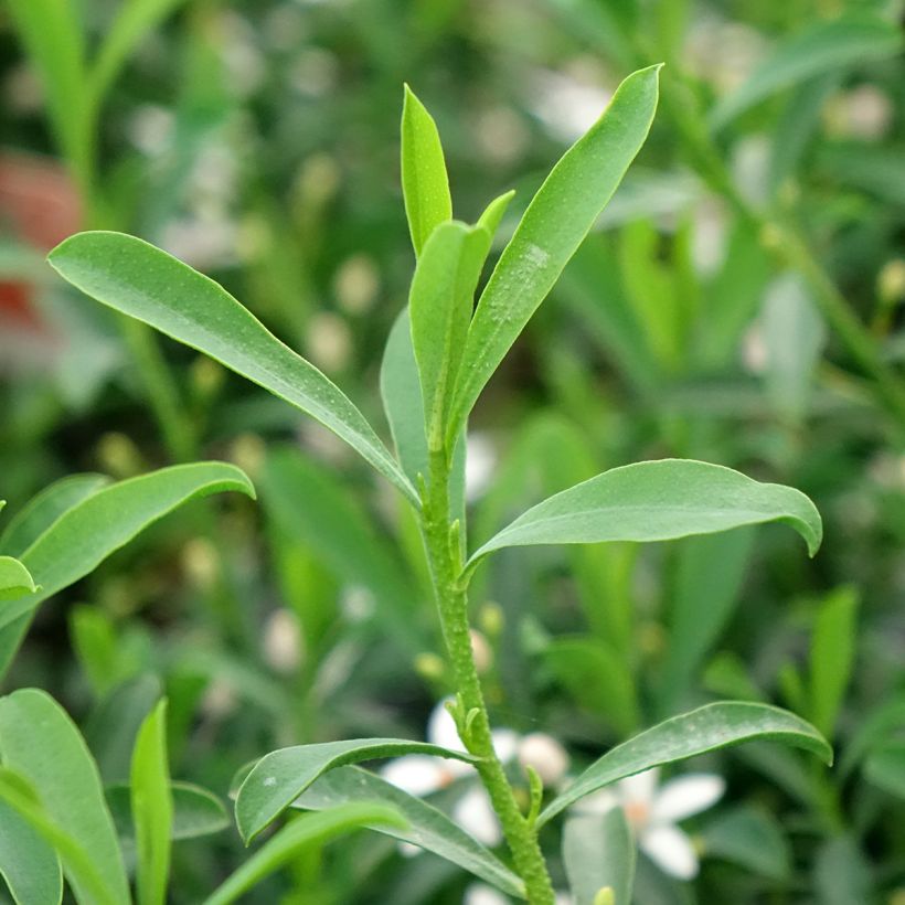 Eriostemon myoporoides Flower Girl White - Langblättrige Wachsblume (Laub)