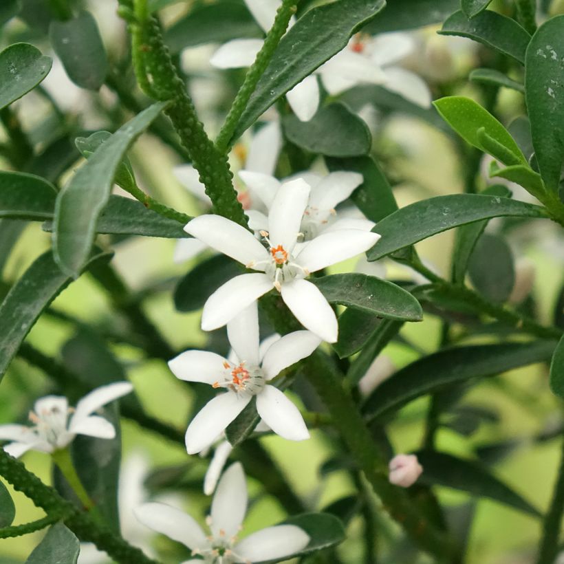 Eriostemon myoporoides Flower Girl White - Langblättrige Wachsblume (Blüte)