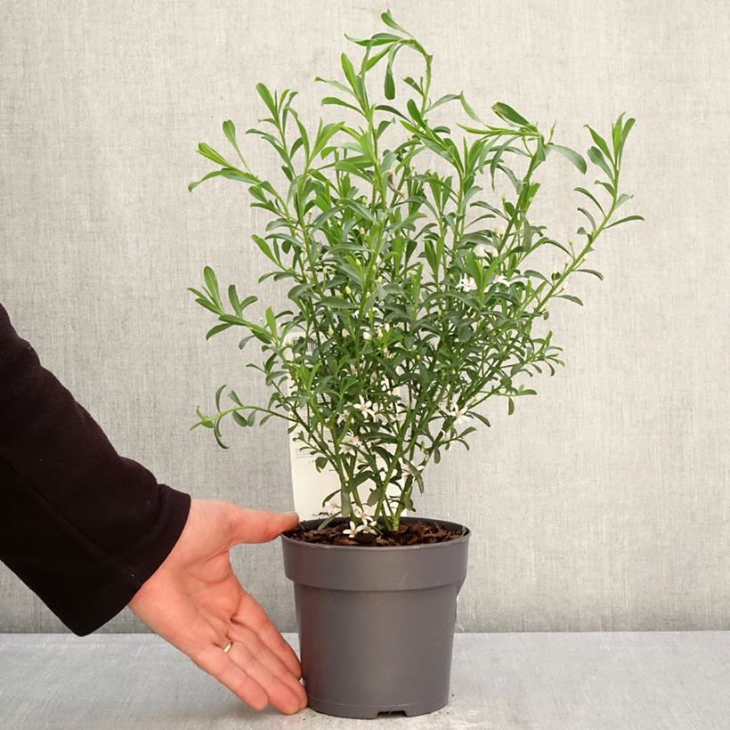 Exemplar von Eriostemon myoporoides Flower Girl White - Langblättrige Wachsblume Topf mit 1L/1,5L wie im Frühjahr geliefert