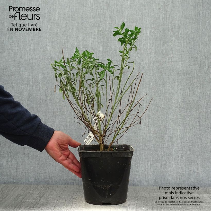 Exemplar von Eriostemon myoporoides - Langblättrige Wachsblume Topf mit 3L/4L wie im Herbst geliefert