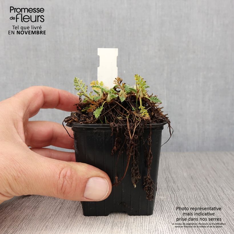 Exemplar von Erodium chrysanthum - Gelber Reiherschnabel Kleine Töpfe von 8/9 cm wie im Herbst geliefert