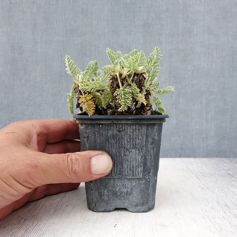Exemplar von Erodium chrysanthum - Gelber Reiherschnabel Kleine Töpfe von 8/9 cm wie im Sommer geliefert