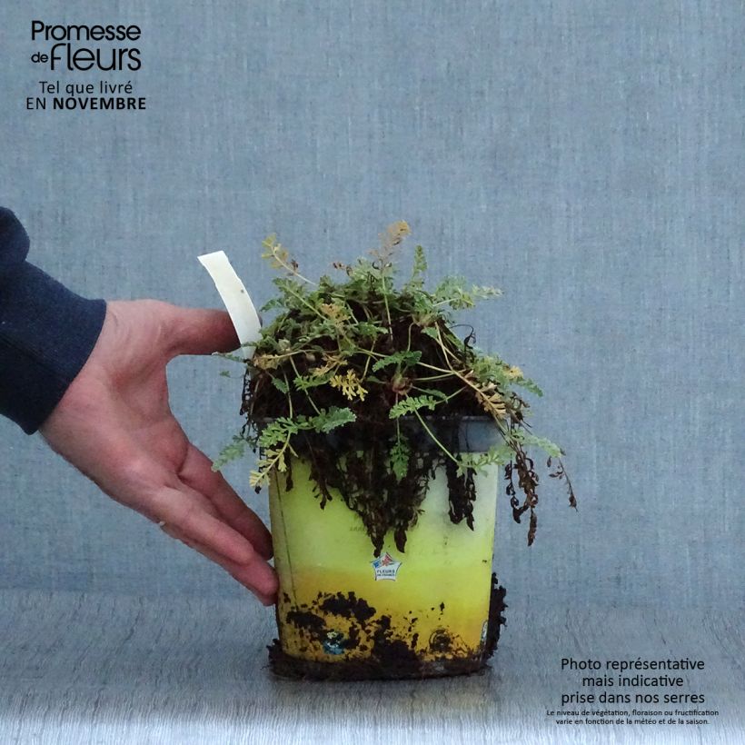 Exemplar von Erodium chrysanthum - Gelber Reiherschnabel Topf mit 2L/3L wie im Herbst geliefert