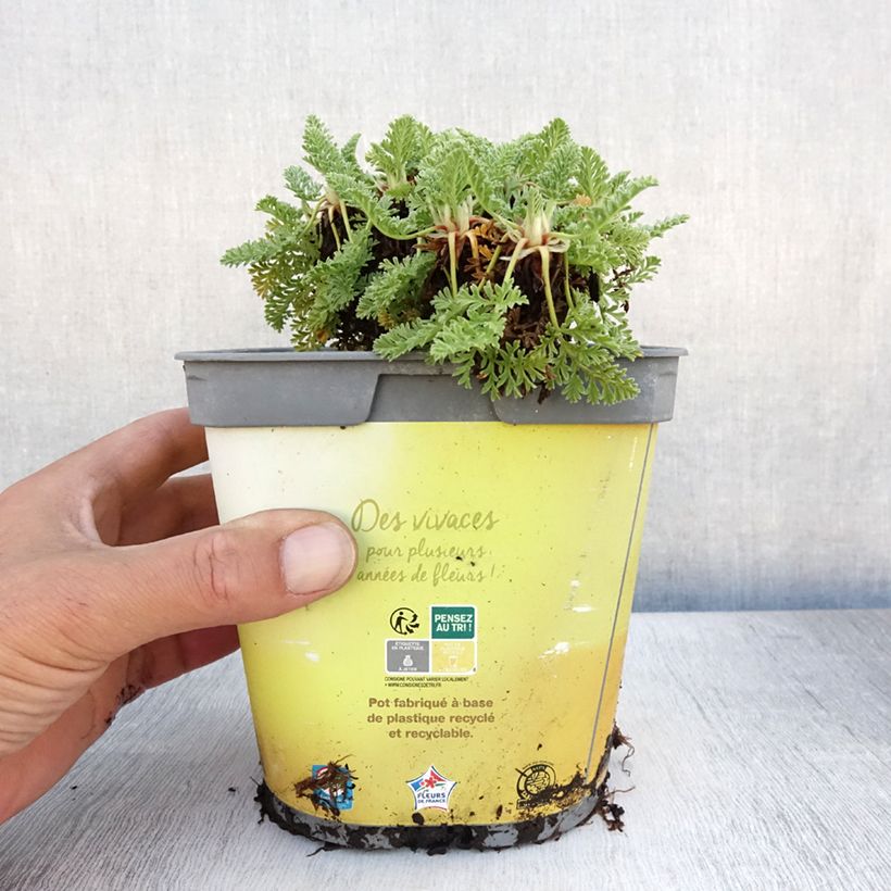 Exemplar von Erodium chrysanthum - Gelber Reiherschnabel Topf mit 2L/3L wie im Sommer geliefert