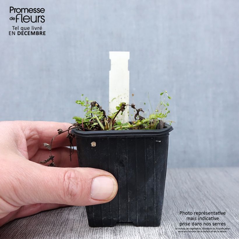Exemplar von Erodium manescavii - Großer Purpur-Reiherschnabel Kleine Töpfe von 8/9 cm wie im Herbst geliefert