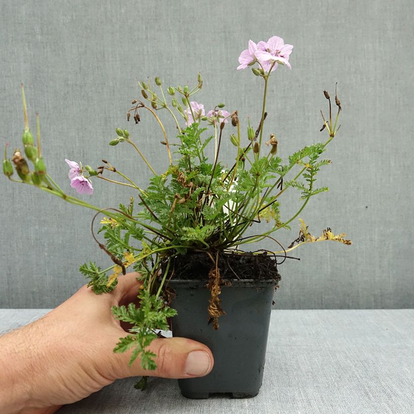 Exemplar von Erodium glandulosum Spanish Eyes - Drüsiger Felsen-Reiherschnabel Kleine Töpfe von 7/8 cm wie im Herbst geliefert