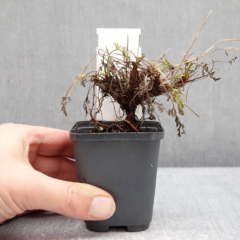 Exemplar von Erodium glandulosum Spanish Eyes - Drüsiger Felsen-Reiherschnabel Kleine Töpfe von 7/8 cm wie im Winter geliefert