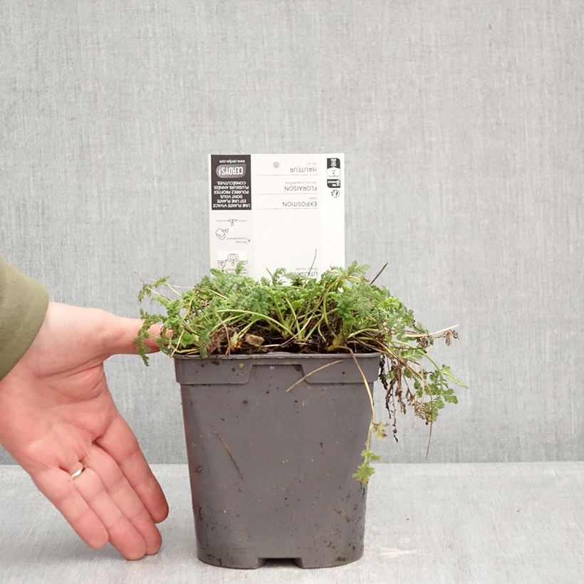 Exemplar von Erodium glandulosum Spanish Eyes - Drüsiger Felsen-Reiherschnabel Topf mit 2L/3L wie im Winter geliefert