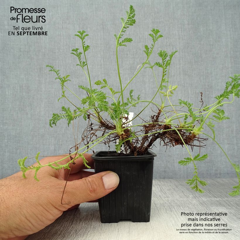 Exemplar von Erodium Stephanie - Reiherschnabel Kleine Töpfe von 8/9 cm wie im Herbst geliefert