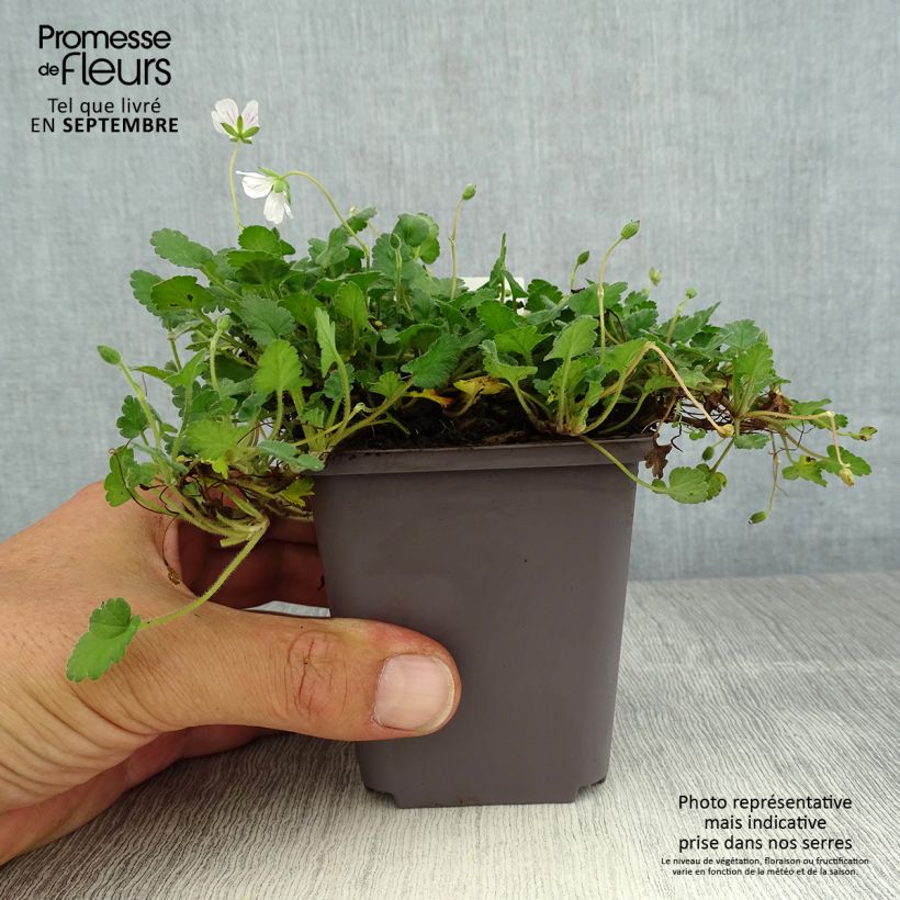 Exemplar von Erodium variabile Album - Reiherschnabel Kleine Töpfe von 8/9 cm wie im Sommer geliefert