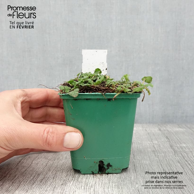 Exemplar von Erodium variabile Album - Reiherschnabel Kleine Töpfe von 8/9 cm wie im Winter geliefert