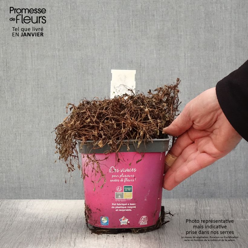 Exemplar von Erodium Bishop's Form - Reiherschnabel Topf mit 2L/3L wie im Winter geliefert