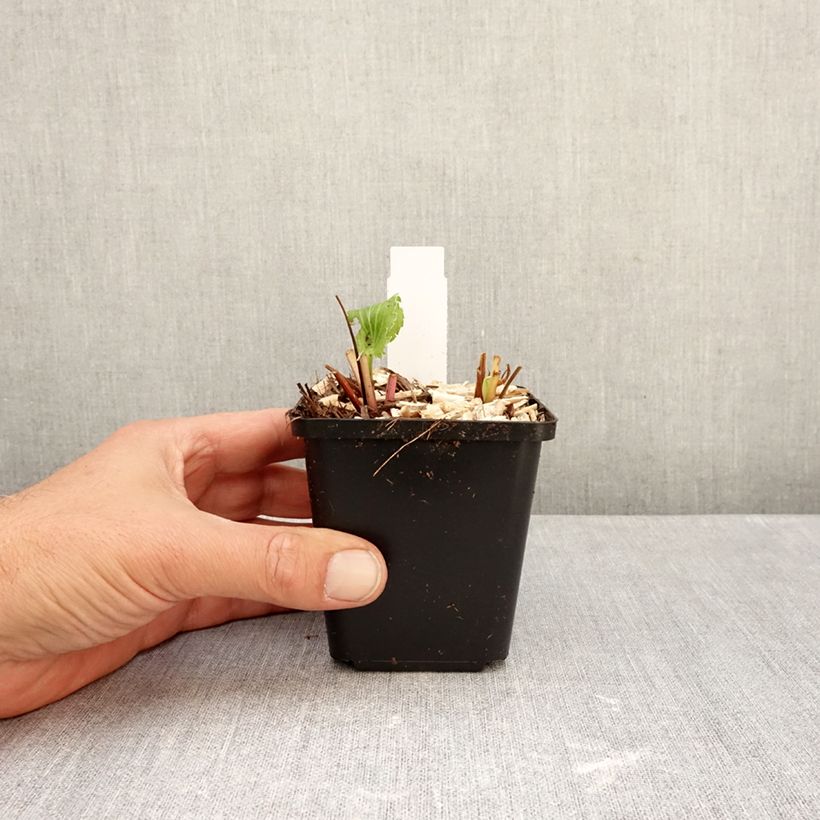 Exemplar von Eryngium alpinum Blue Star - Panicaut Godet de 8/9 cm wie im Herbst geliefert