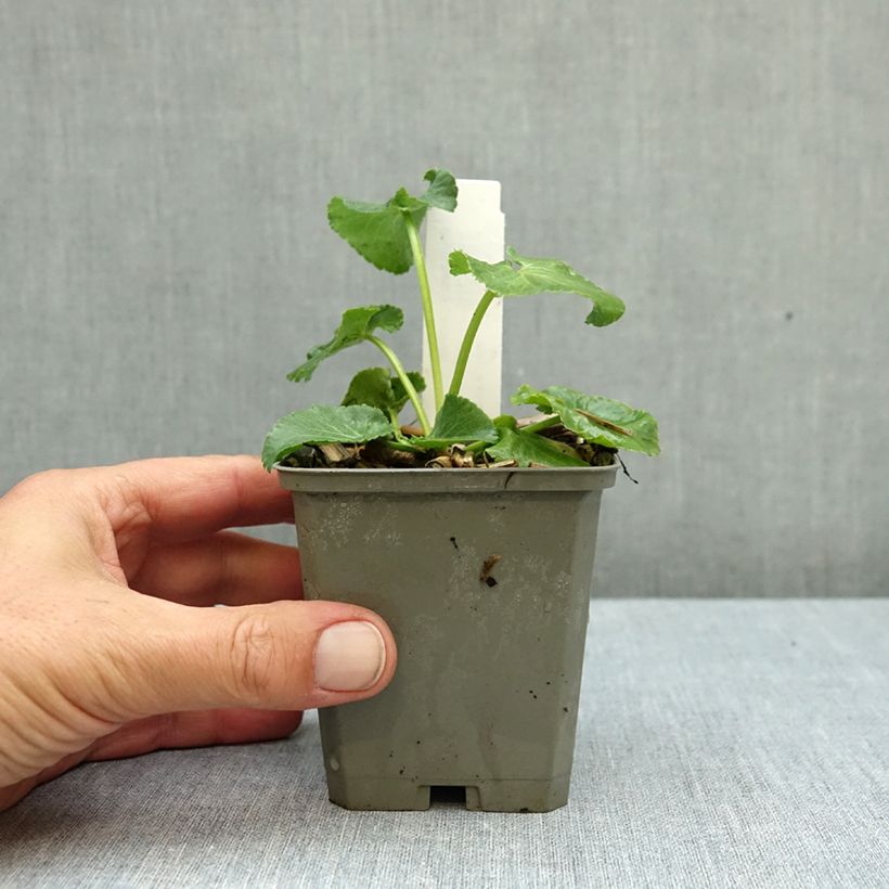Exemplar von Eryngium giganteum - Elfenbeindistel Kleine Töpfe von 8/9 cm wie im Herbst geliefert