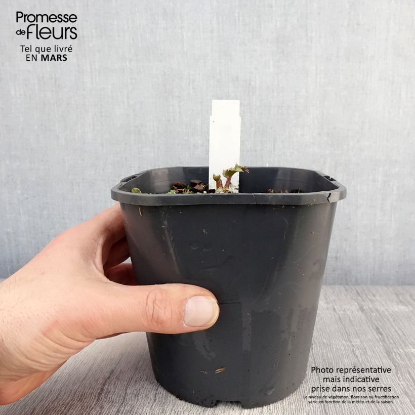 Exemplar von Eryngium maritimum - Strand-Mannstreu Topf mit 2L/3L wie im Frühjahr geliefert