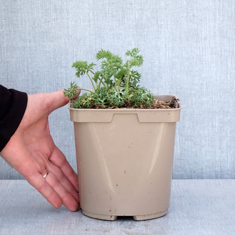 Exemplar von Eryngium bourgatii Pico's Amethyst - Pyrenäen-Mannstreu Topf mit 3L/4L wie im Frühjahr geliefert