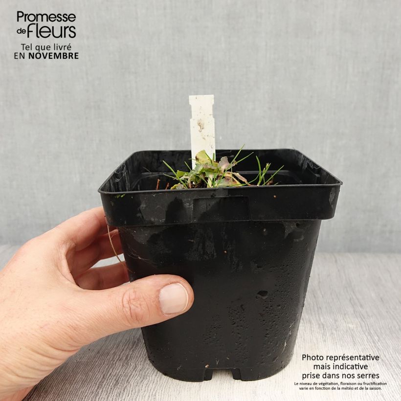 Exemplar von Eryngium planum Blue Hobbit - Flachblättrige Mannstreu Topf mit 2L/3L wie im Herbst geliefert