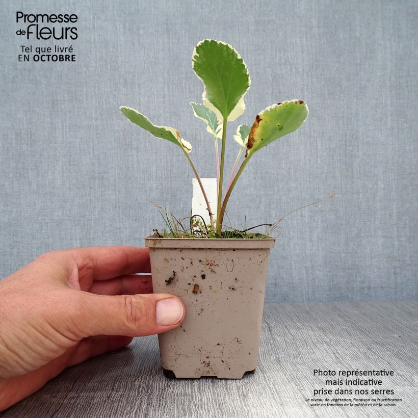 Exemplar von Eryngium planum Jade Frost - Flachblättrige Mannstreu Kleine Töpfe von 8/9 cm wie im Herbst geliefert