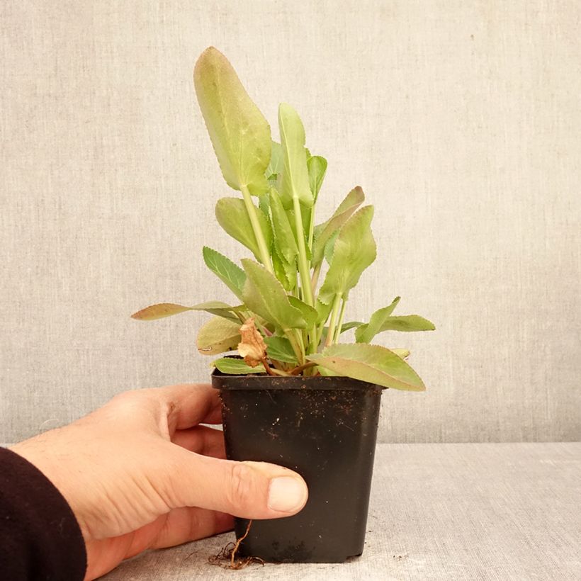 Exemplar von Eryngium planum Magical White Lagoon - Flachblättrige Mannstreu Kleine Töpfe von 8/9 cm wie im Frühjahr geliefert