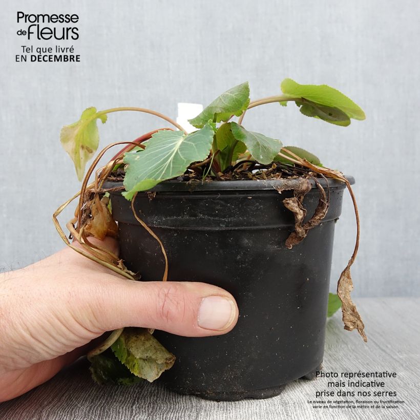 Exemplar von Eryngium planum - Flachblättrige Mannstreu Topf mit 2L/3L wie im Herbst geliefert