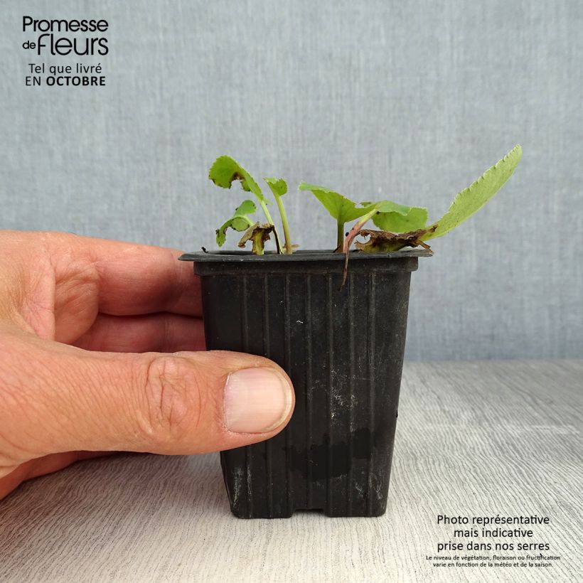 Exemplar von Eryngium planum - Flachblättrige Mannstreu Kleine Töpfe von 7/8 cm wie im Herbst geliefert