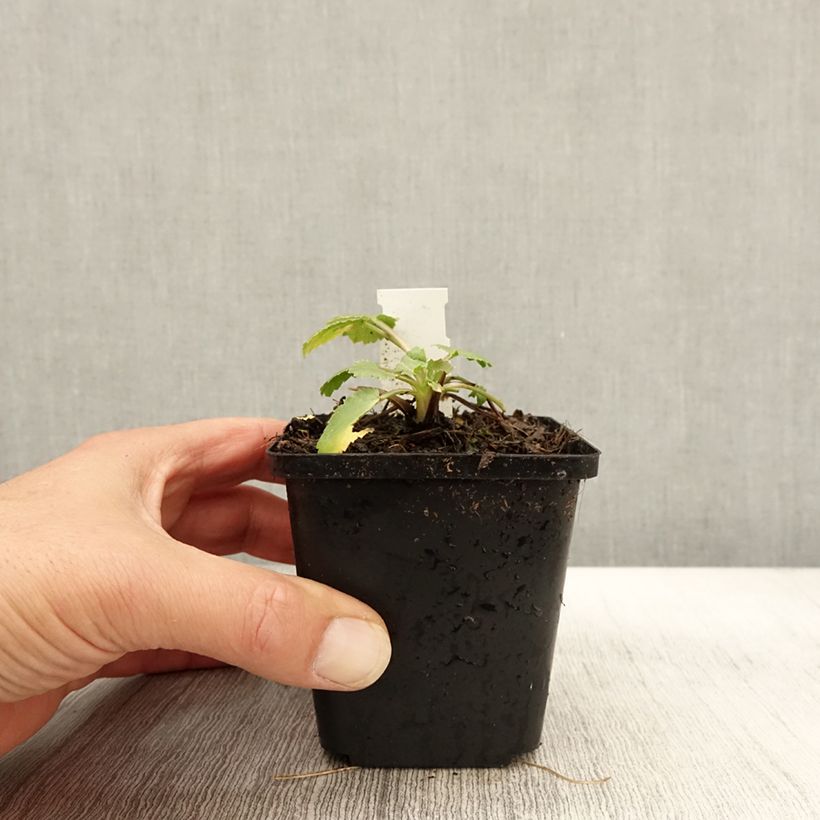 Exemplar von Eryngium tripartitum - Dreiteilige Mannstreu Kleine Töpfe von 8/9 cm wie im Herbst geliefert