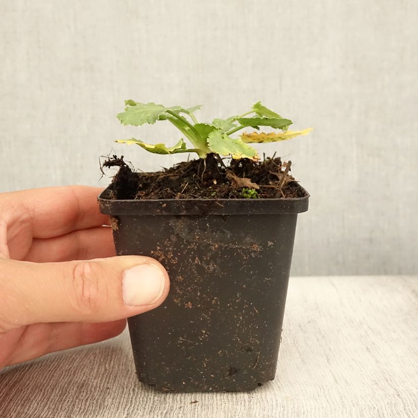 Exemplar von Eryngium tripartitum - Dreiteilige Mannstreu Kleine Töpfe von 8/9 cm wie im Sommer geliefert