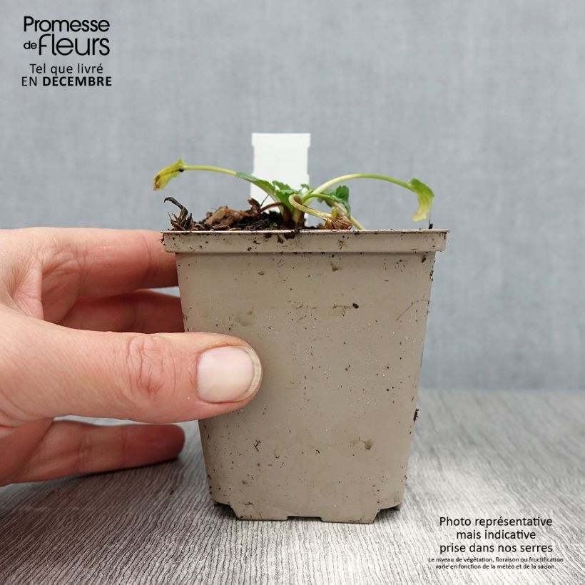 Exemplar von Eryngium tripartitum - Dreiteilige Mannstreu Kleine Töpfe von 8/9 cm wie im Winter geliefert