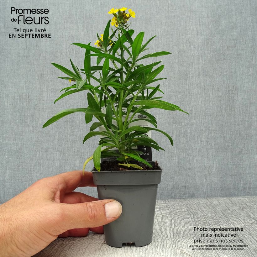 Exemplar von Erysimum alpinum - Garten-Goldlack Kleine Töpfe von 8/9 cm wie im Herbst geliefert