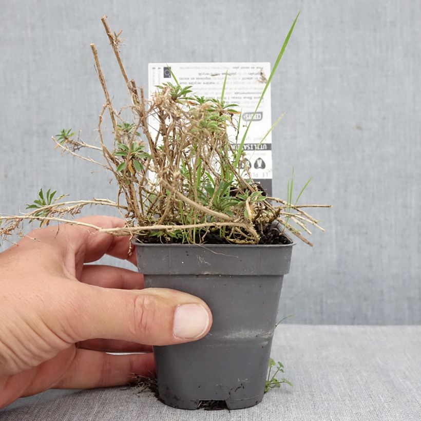 Exemplar von Garten-Goldlack Jubilee Gold - Erysimum Kleine Töpfe von 8/9 cm wie im Herbst geliefert