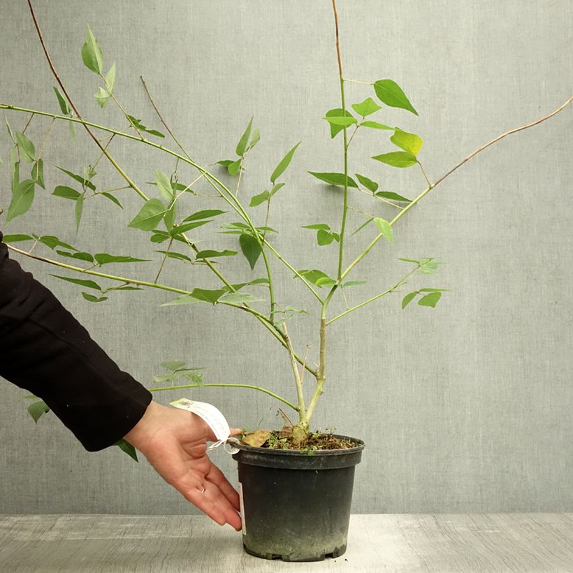 Exemplar von Erythrina Amélie Jeckert - Korallenstrauch Topf mit 3L/4L wie im Herbst geliefert