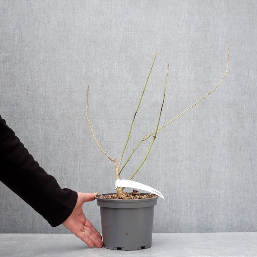 Exemplar von Erythrina Amélie Jeckert - Korallenstrauch Topf mit 3L/4L wie im Winter geliefert