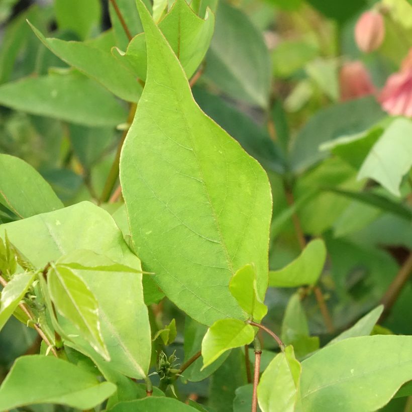 Erythrina Amélie Jeckert - Korallenstrauch (Laub)