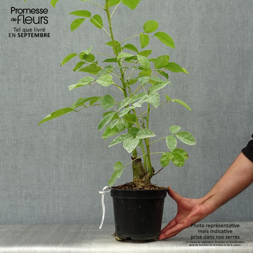 Exemplar von Erythrina crista-galli Compacta - Korallenstrauch Topf mit 2L/3L wie im Herbst geliefert