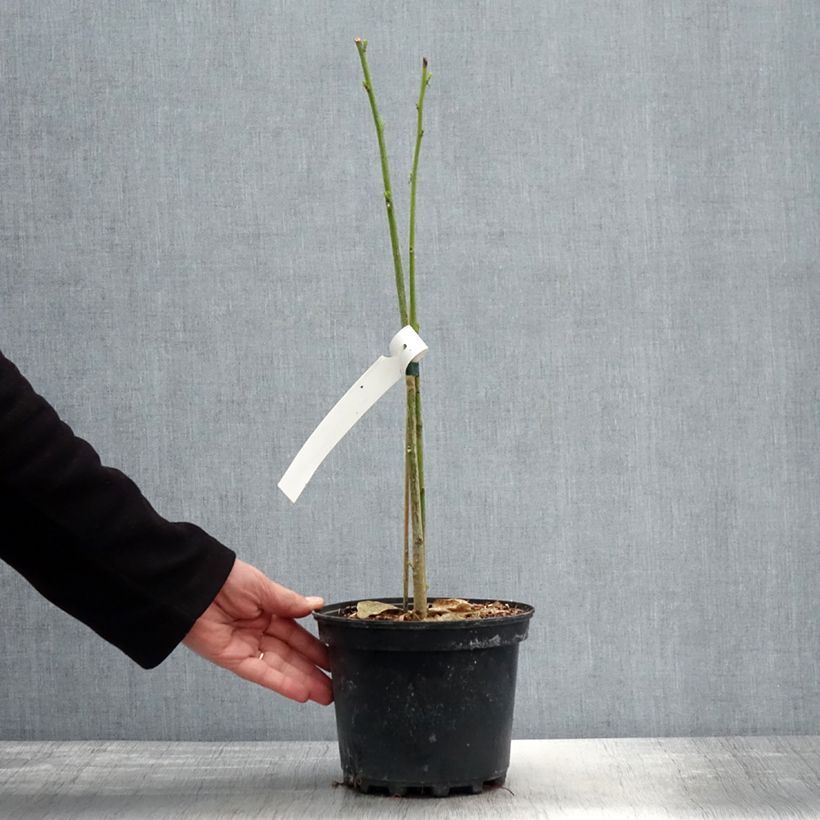 Exemplar von Erythrina bidwillii - Korallenstrauch Topf mit 2L/3L wie im Frühjahr geliefert