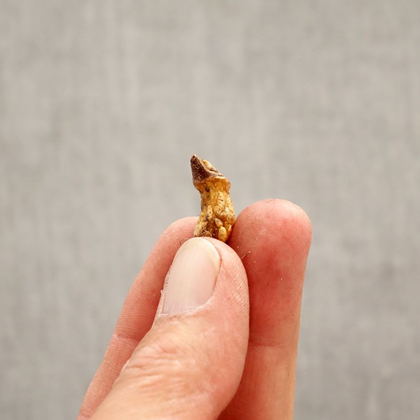 Exemplar von Erythronium dens-canis Rose Queen - Hunds-Zahnlilie Zwiebel Kaliber/Größe I wie im Frühjahr geliefert