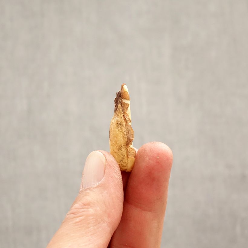 Exemplar von Erythronium tuolumnense Pagoda - Hundszahn Zwiebel Kaliber/Größe I wie im Frühjahr geliefert